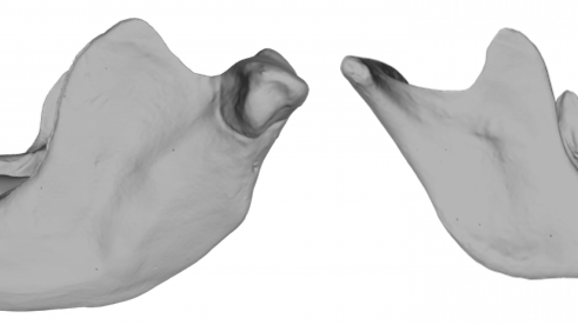 Morphological analysis of hominin mandibles